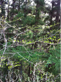 image-20130413110837.png