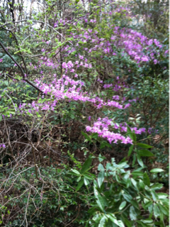 image-20130413111812.png